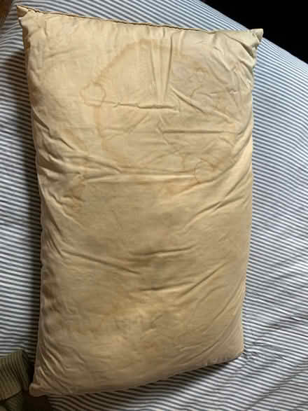 Photo of free Feather pillow (Camberwell SE5) #2