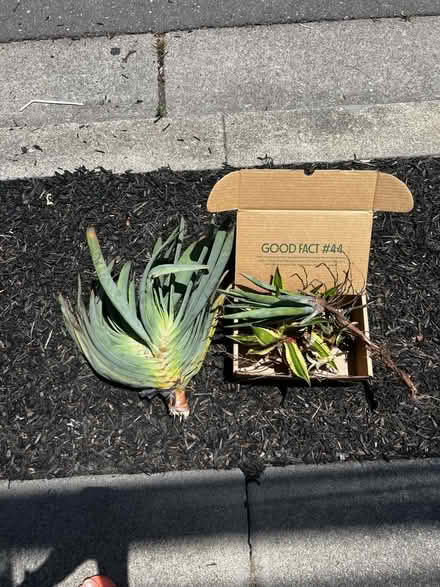 Photo of free Agave/ aloe pups (Alameda) (West side) #1