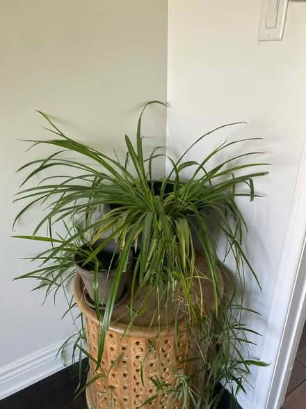 Photo of free Spider Plant (Pickering) #1