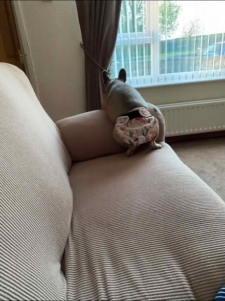 Photo of free Sofa covers (Slyne) #1