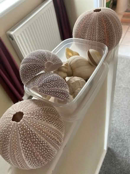 Photo of free Shells (Chaddesden DE21) #1
