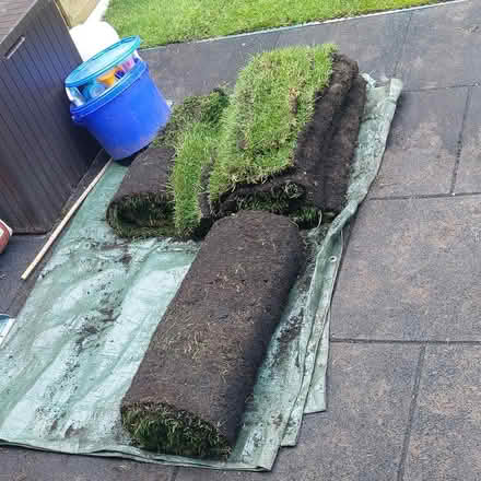 Photo of free Live turf grass (Morden SM4) #1