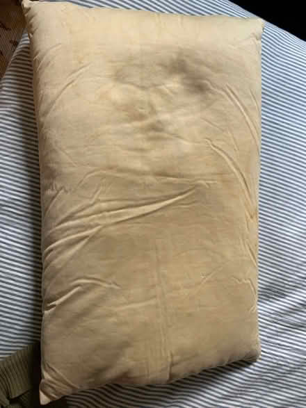 Photo of free Feather pillow (Camberwell SE5) #1