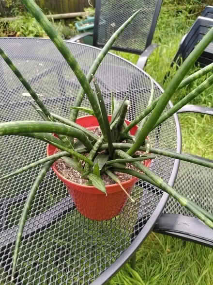 Photo of free Snake plant (Earlham NR4) #1