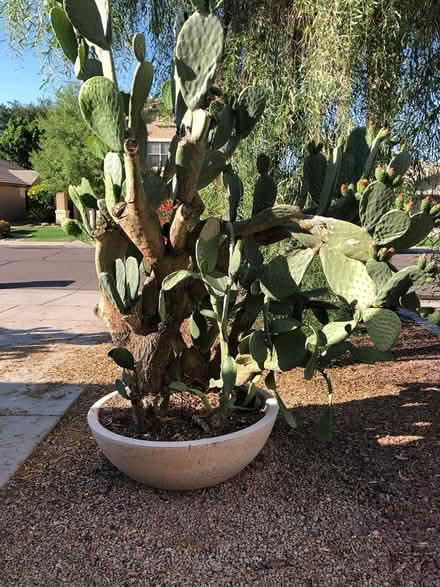 Photo of free 3 large potted cacti (1758 E Carla Vista Dr) #3