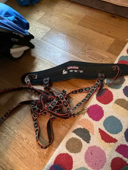 Photo of free Dog lead with belt for the owner (Feltham TW13) #1
