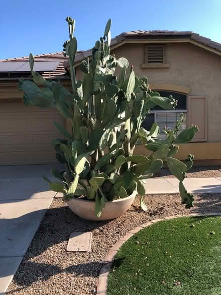 Photo of free 3 large potted cacti (1758 E Carla Vista Dr) #1