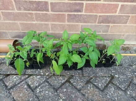 Photo of free Tomato Plants (Berg Estate RG22) #1