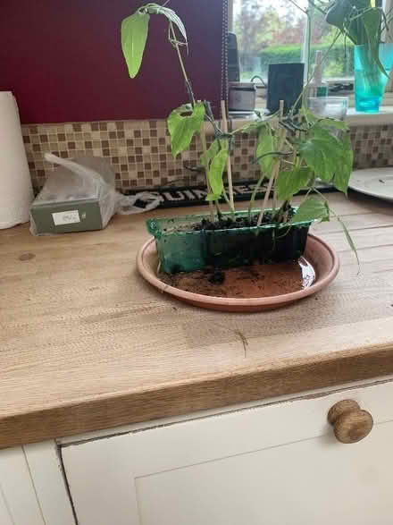 Photo of free Climbing French beans (Sayers Common BN6) #1