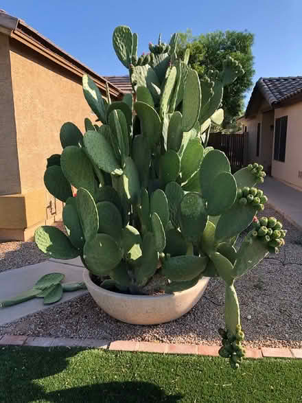 Photo of free 3 large potted cacti (1758 E Carla Vista Dr) #2