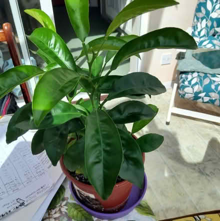 Photo of free Blood Orange plant grown from pips (Horfield BS7) #1