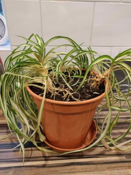 Photo of free Potted spider plant (Leigh) #4