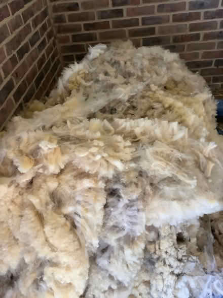 Photo of free Sheep fleece (RH5 Newdigate) #1