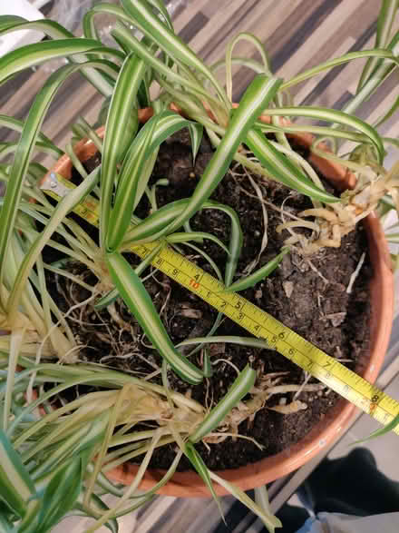 Photo of free Potted spider plant (Leigh) #2
