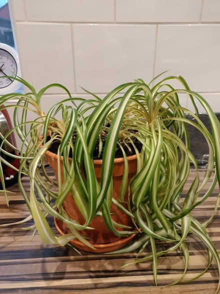 Photo of free Potted spider plant (Leigh) #1