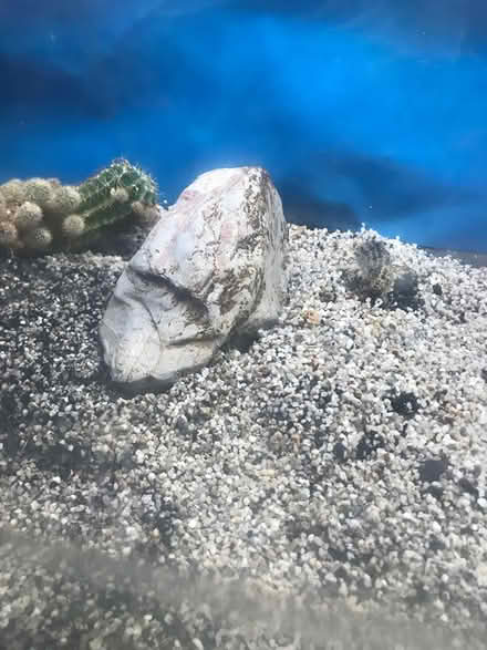 Photo of free Box of fish tank wood flower (Selsdon) #2