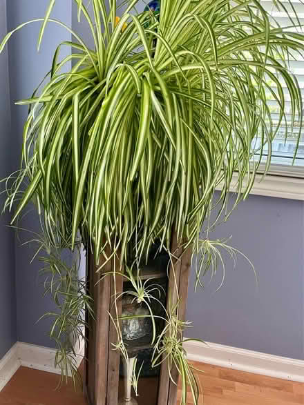 Photo of free Spider plant babies (North West Aurora) #1