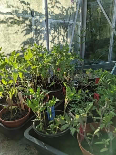 Photo of free Small tomato plants/seedlings (Bolton le Sands LA5) #2