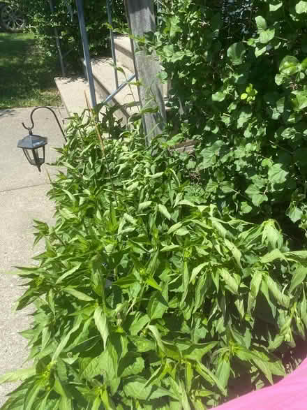 Photo of free Black eyed Susans (Yorkshire and west 54.) #1