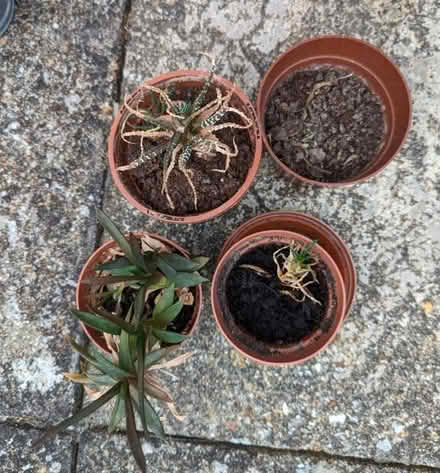 Photo of free Plants (Mudeford BH23) #1