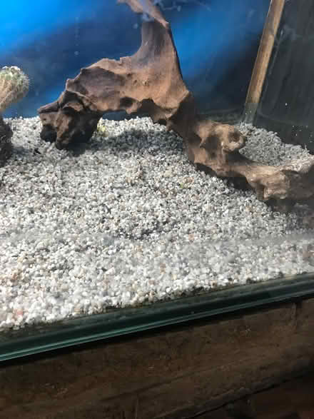 Photo of free Box of fish tank wood flower (Selsdon) #3