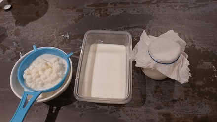 Photo of free Kefir grains (milk) (Broadsands TQ4) #1