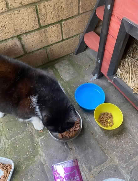 Photo of Cat food for strays (N8) #1