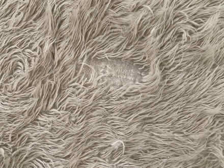 Photo of free flokati 100% wool rug 8x10 (Ardmore) #3