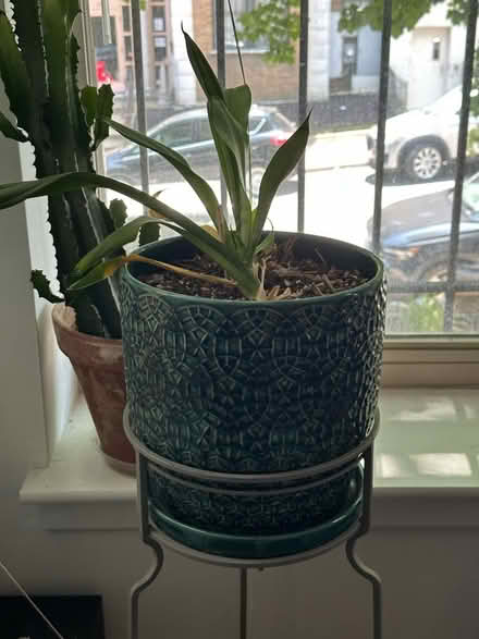 Photo of free Plant / plant stand (Columbia Heights) #1