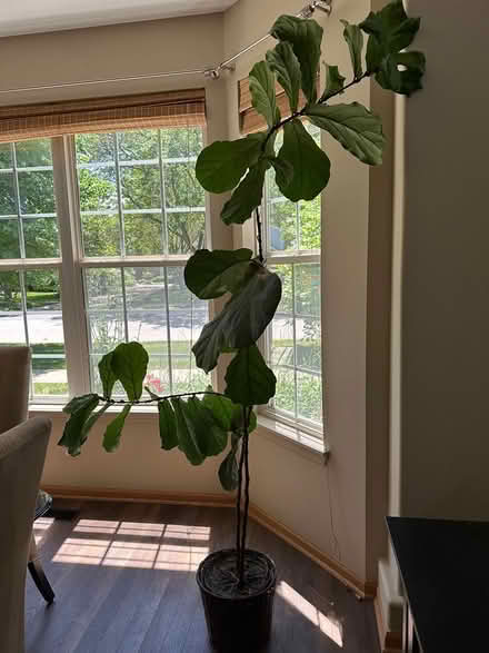 Photo of free Fiddle leaf fig (Dundee & Hicks Palatine) #1
