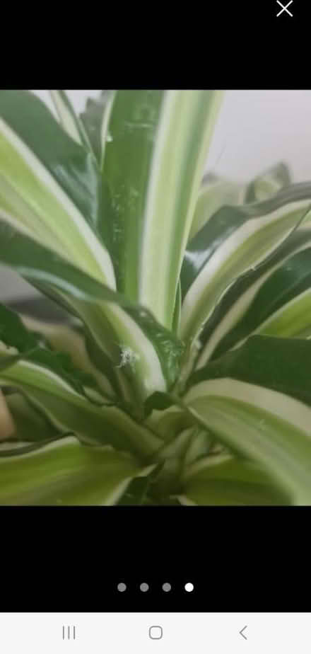 Photo of free Plant - has mealybugs needs (Hornsey/Crouch End N8) #2