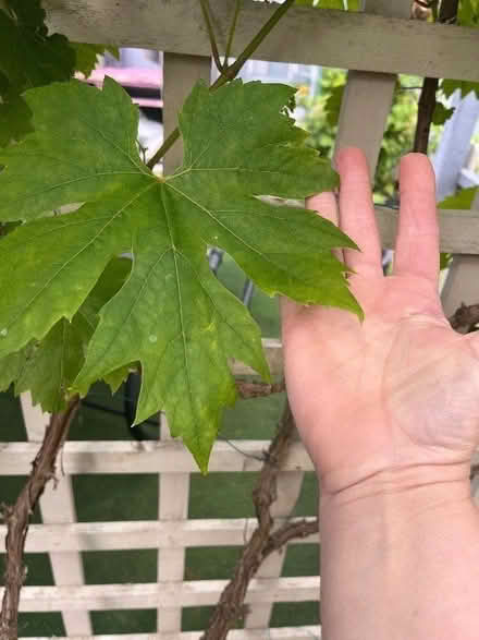 Photo of free Vine leaves but the bucket load (Swanley BR8) #1