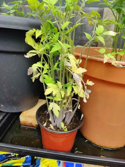 Photo of free Tomato plants (birstall LE4) #1