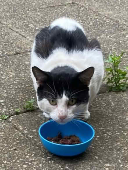 Photo of Cat food for strays (N8) #2