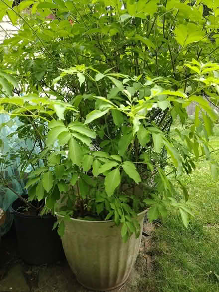 Photo of free Elderberry bushes (Westwood)