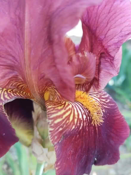 Photo of free Flag Iris roots for gardeners (HG4) #1