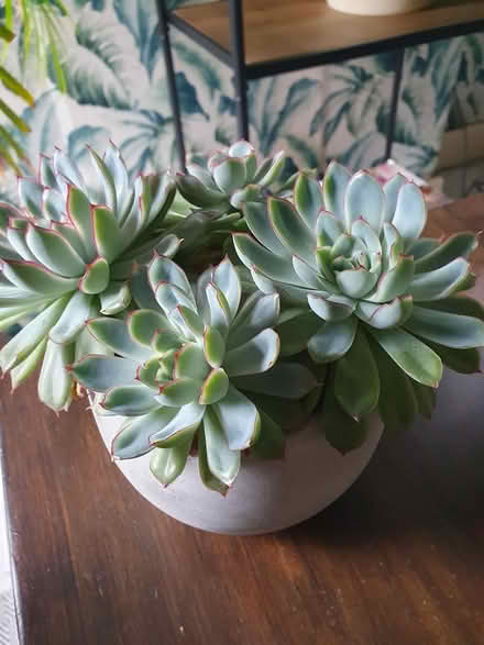 Photo of free Houseplants (succulents) (Aldershot GU12) #3