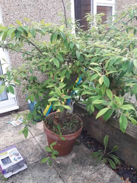 Photo of free Cotoneaster shrub in need of planting (Chippenham SN15) #1