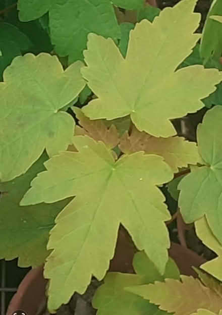 Photo of free Sycamore Maple tree seedlings (Lower Higham ME3) #1
