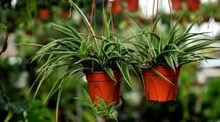 Photo of free Spider plants, small or big! (Malvern Link WR14) #1