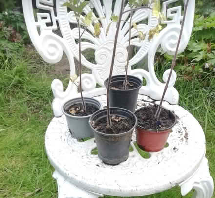 Photo of free Cherry tomato plants, set #1 (Brookvale RG21) #1