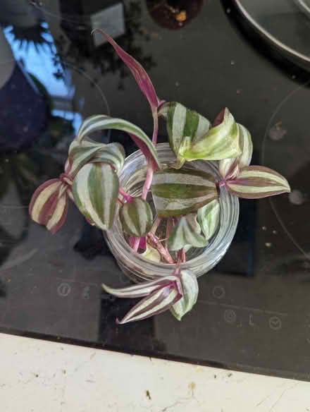 Photo of free Tradescantia zebrina plants (Golders green NW11) #1