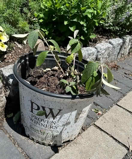 Photo of free Shrub butterfly bush (Near Union Square) #1