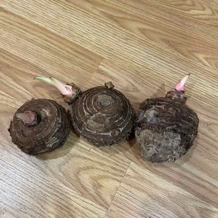 Photo of free Elephant ear bulbs (Columbia) #1