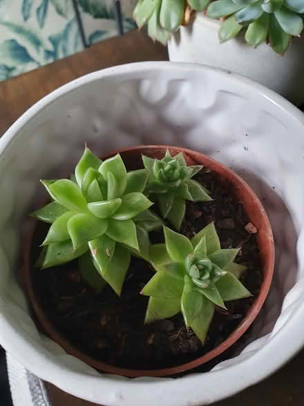 Photo of free Houseplants (succulents) (Aldershot GU12) #2