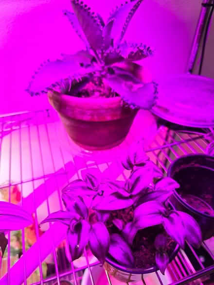 Photo of free Plant propogations/cuttings (licton springs) #4