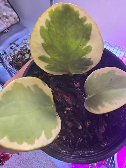 Photo of free Plant propogations/cuttings (licton springs) #1