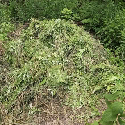 Photo of free Hedge Parsley (Labagh Woods Grove #1) #1