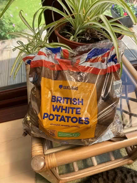 Photo of free Rooted Potatoes (BA11) #1