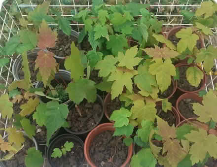 Photo of free Sycamore Maple tree seedlings (Lower Higham ME3) #2
